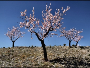 Oria-Spain